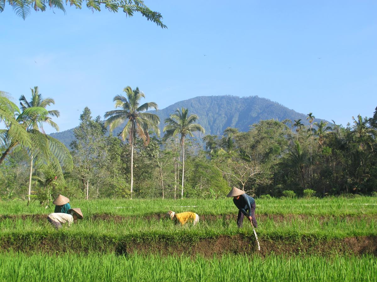 Prana Dewi Mountain Resort Desa Desa Jatiluwih Exteriör bild