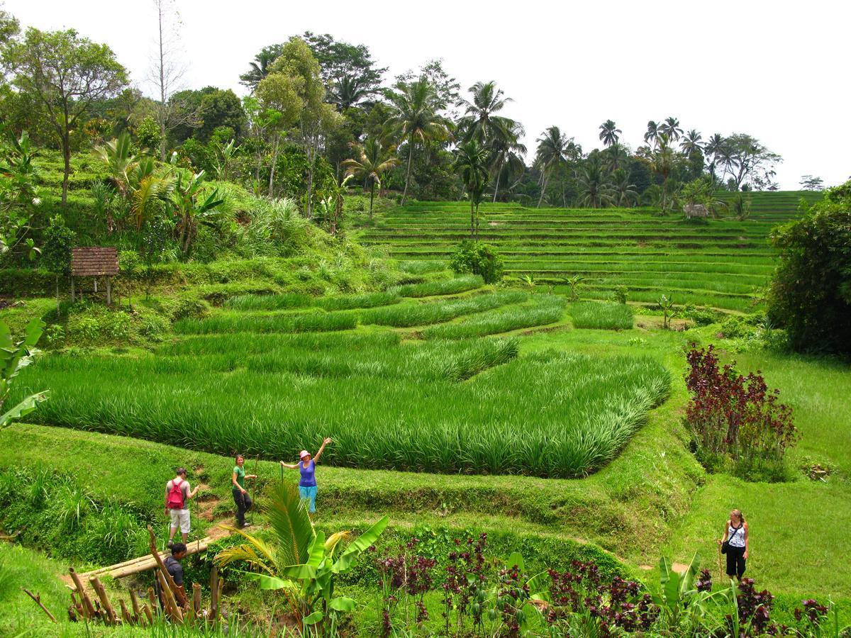Prana Dewi Mountain Resort Desa Desa Jatiluwih Exteriör bild